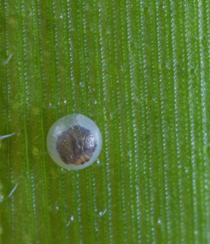 Carolina Satyr egg